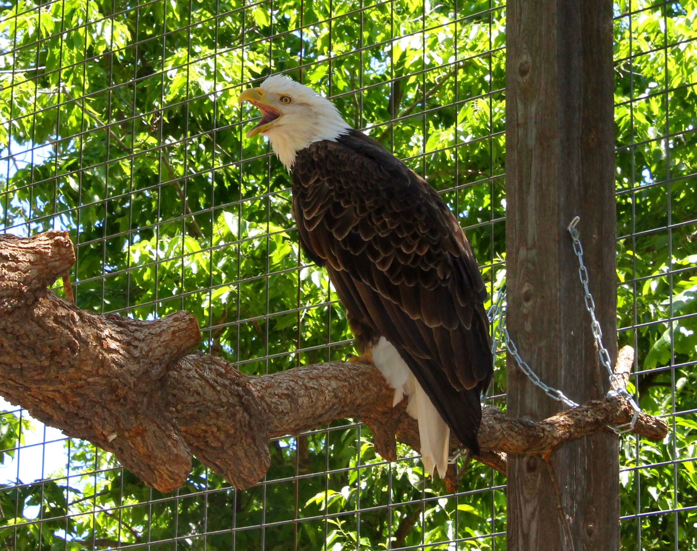 Adult Bald Eagle